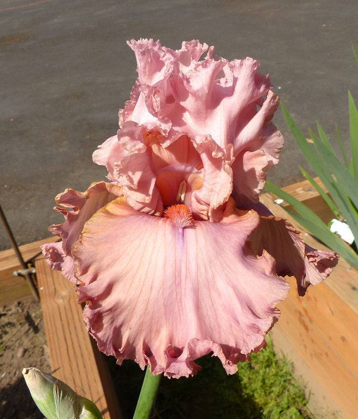 Photo of Tall Bearded Iris (Iris 'Star Turn') uploaded by Misawa77