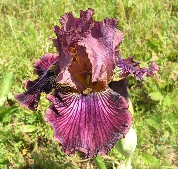 Photo of Tall Bearded Iris (Iris 'Dragon King') uploaded by Misawa77