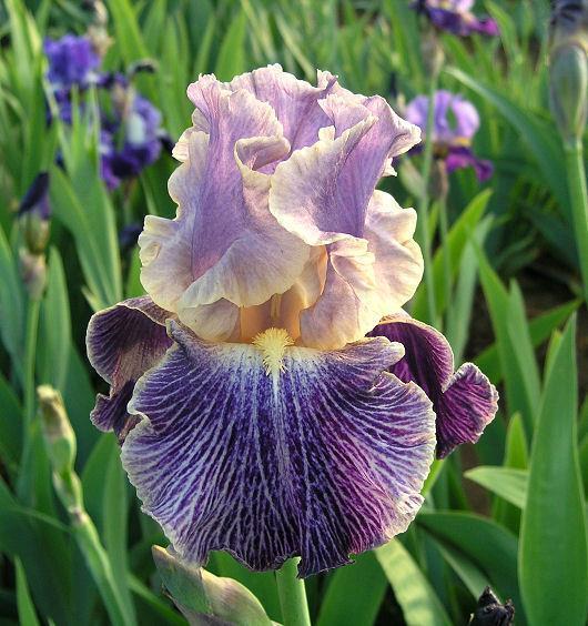 Photo of Tall Bearded Iris (Iris 'Elizabethan Age') uploaded by Misawa77