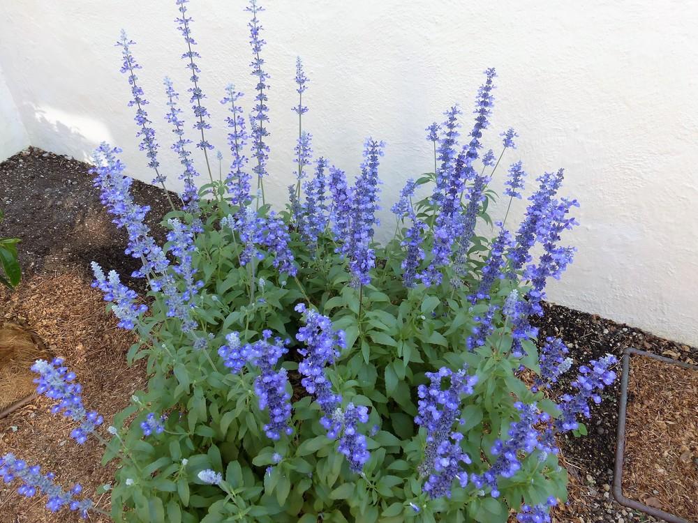 Photo of Mealycup Sage (Salvia farinacea 'Victoria Blue') uploaded by vitrsna