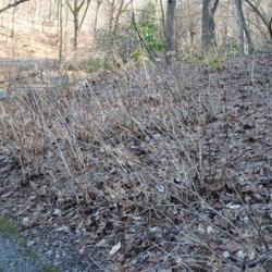 Location: Jenkins Arboretum in Berwyn, PA
Date: 2011-12-18
the bare mass of shrubs in winter