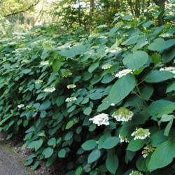 Location: Jenkins Arboretum in Berwyn, PA
Date: 2012-06-10
a mass of shrubs along walkway