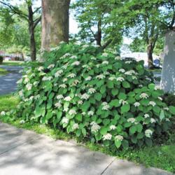 Location: Phoenixville, Pennsylvania
Date: 2017-06-29
full-grown shrub in bloom