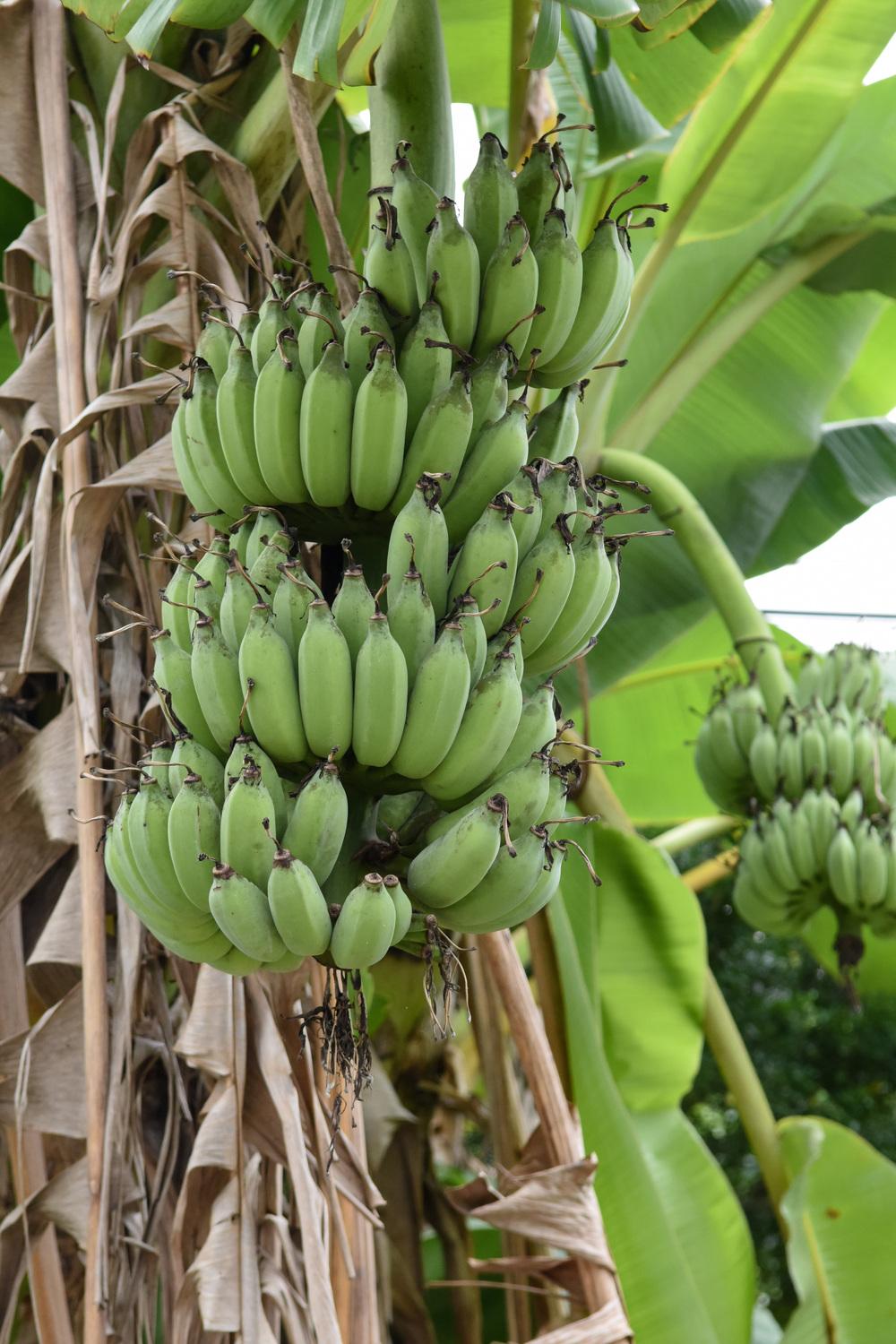 Photo of Bananas (Musa) uploaded by cliftoncat