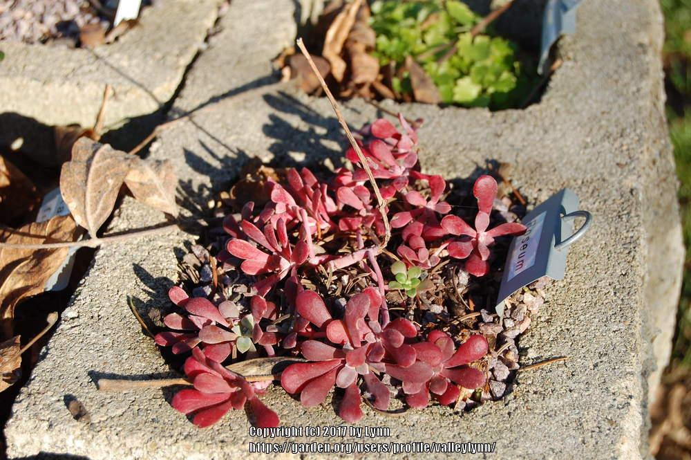 Photo of Sedum (Sedum spathulifolium 'Roseum') uploaded by valleylynn