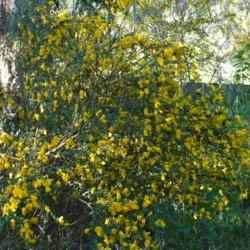 Location: Riverview, Robson, B.C.  
Date: 2008-06-15
5:46 pm. Wild yellow Broom has spread over the acreage.