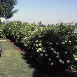 Location: Aurora, Illinois
Date: June in 1980's
line of shrubs, screen