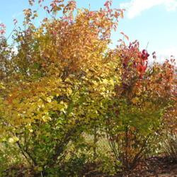 Location: Downingtown, Pennsylvania
Date: 2010-11-17
autumn color of two shrubs