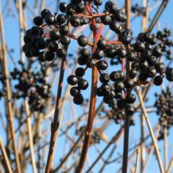 Location: Downingtown, Pennsylvania
Date: 2007-12-18
the black fruit
