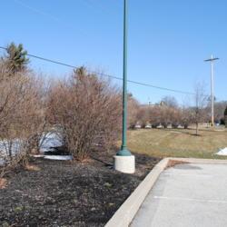 Location: Exton, Pennsylvania
Date: 2012-02-09
shrubs planted near parking lot