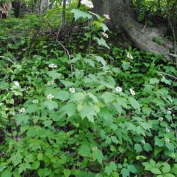 Location: Downingtown, Pennsylvania
Date: 2014-05-26
young shrub in woods