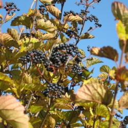 Location: Downingtown, Pennsylvania
Date: 2007-11-24
the black fruit in fall