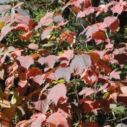 Location: Jenkins Arboretum in Berwyn, Pennsylvania
Date: 2014-10-26
autumn leaves
