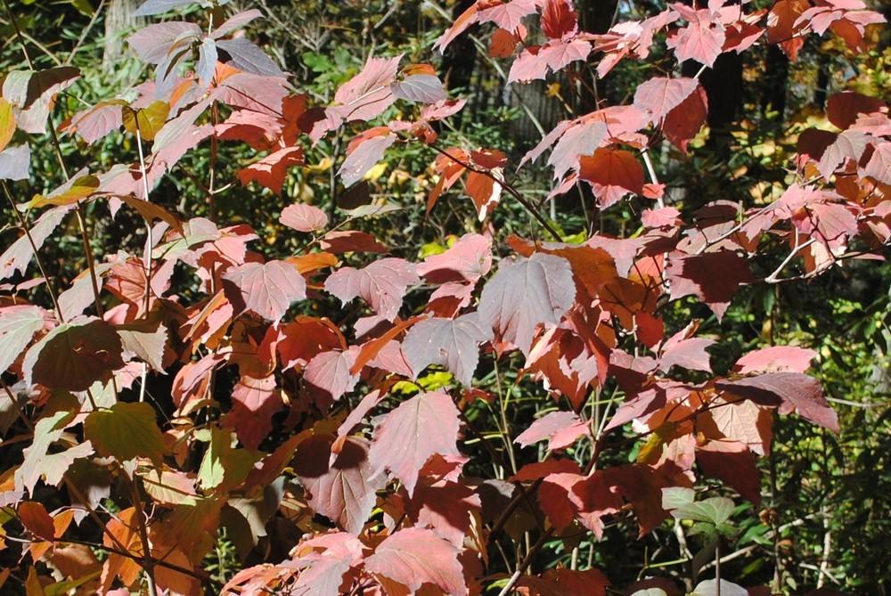 Photo of Mapleleaf Viburnum (Viburnum acerifolium) uploaded by ILPARW