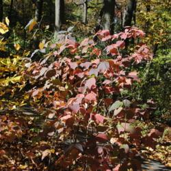 Location: southeast Pennylvania
Date: 2014-10-26
red fall color on young shrub