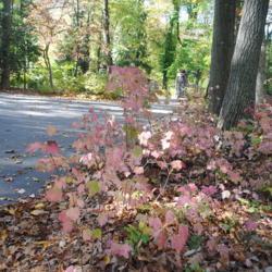 Location: Jenkins Arboretum in Berwyn, Pennsylvania
Date: 2014-10-26
light pink fall color in shade