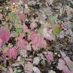 Location: Jenkins Arboretum in Berwyn, Pennsylvania
Date: 2014-10-26
autumn leaves in full shade