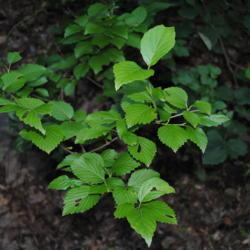 Location: southeast PA
Date: 2010-06-21
summer leaves of a wild shrub in woods