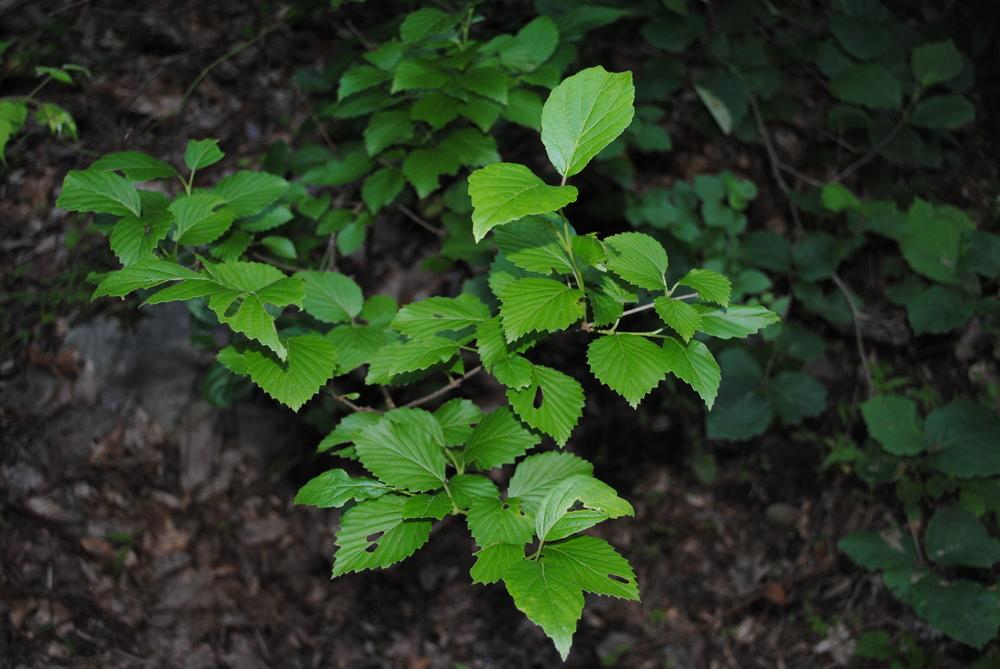 Photo of Arrowwood Viburnum (Viburnum dentatum) uploaded by ILPARW