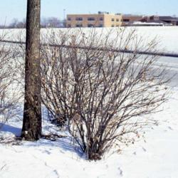 Location: Aurora, Illinois
Date: winter in 1980's
maturing shrub in winter in landscape