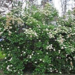 Location: Downingtown, Pennsylvania
Date: 2017-06-10
maturing shrub in bloom from a seedling