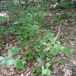 Location: northern Delaware
Date: 2010-06-30
young shrub in woods