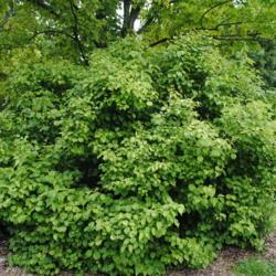Location: Morton Arboretum in Lisle, Illinois
Date: 2016-07-18
full-grown shrub in summer