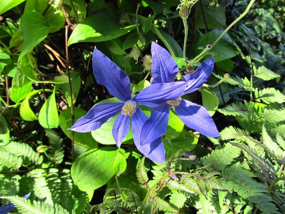 Photo of Clematis (Clematis durandii) uploaded by jmorth
