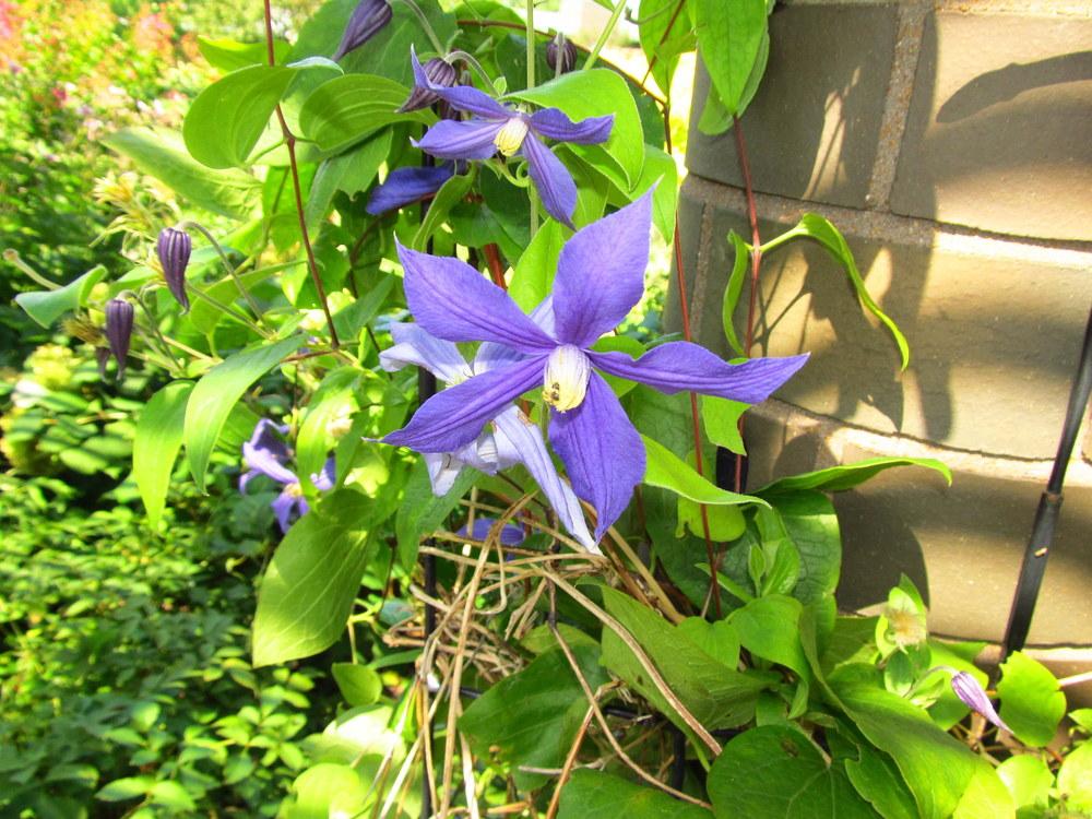 Photo of Clematis (Clematis durandii) uploaded by jmorth