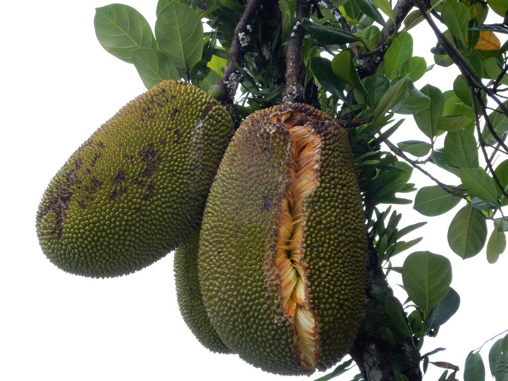 Photo of Jackfruit (Artocarpus heterophyllus) uploaded by tofitropic