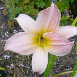 Location: Nora's Garden - Castlegar, B.C. 
Date: 2017-07-23
6:56 pm. Love her lilting petals.