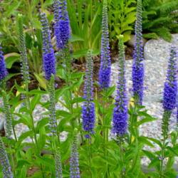 Location: Nora's Garden - Castlegar, B.C. 
Date: 2014-07-19
7:36 pm. Beautiful, long blooming spires of blue.