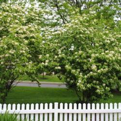 Location: Newtown Square, Pennsylvania
Date: 2011-05-13
two full-grown shrubs in bloom