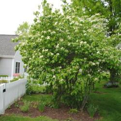 Location: Newtown Square, Pennsylvania
Date: 2011-05-13
full-grown shrub in bloom