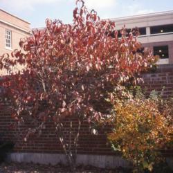 Location: Hinsdale, Illinois
Date: October in 1990's
red fall color of maturing shrub