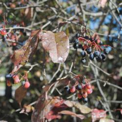Location: Newtown Square, Pennsylvania
Date: 2014-09-17
mature black fruit and immature reddish fruit