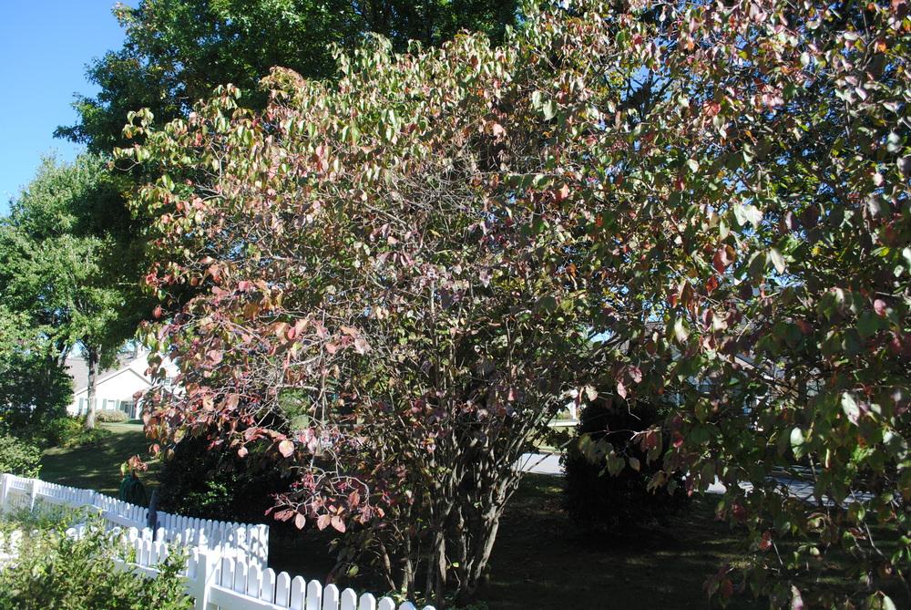 Photo of Nannyberry Viburnum (Viburnum lentago) uploaded by ILPARW