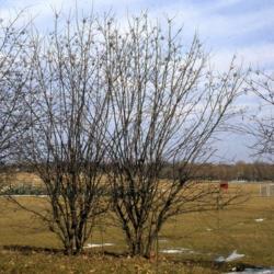 Location: DeKalb, Illinois
Date: winter in 1980's
full-grown shrubs in winter