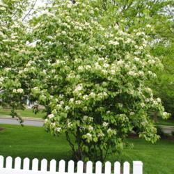 Location: Newtown Square, Pennsylvania
Date: 2011-05-13
full-grown shrub in bloom