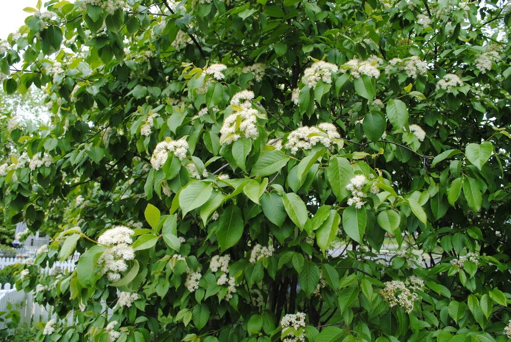 Photo of Nannyberry Viburnum (Viburnum lentago) uploaded by ILPARW