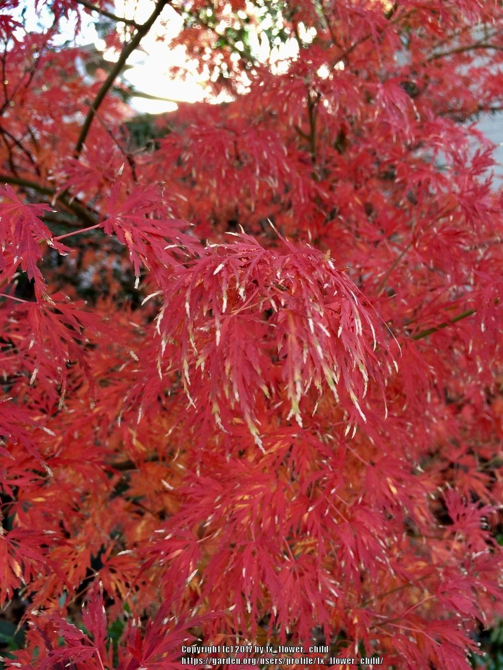 Photo of Japanese Maple (Acer palmatum) uploaded by tx_flower_child