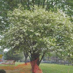 Location: Malvern, Pennsylvania
Date: 2012-04-19
full-grown tree in bloom