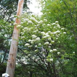 Location: Coatesville, Pennsylvania
Date: 2011-05-08
shrub-tree in bloom