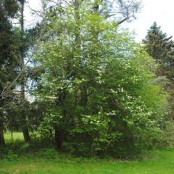 Location: West Chester, Pennsylvania
Date: 2014-05-12
full-grown shrub-tree in bloom