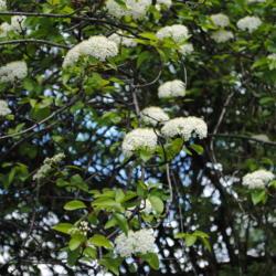 Location: Coatesville, Pennsylvania
Date: 2011-05-08
white flower clusters