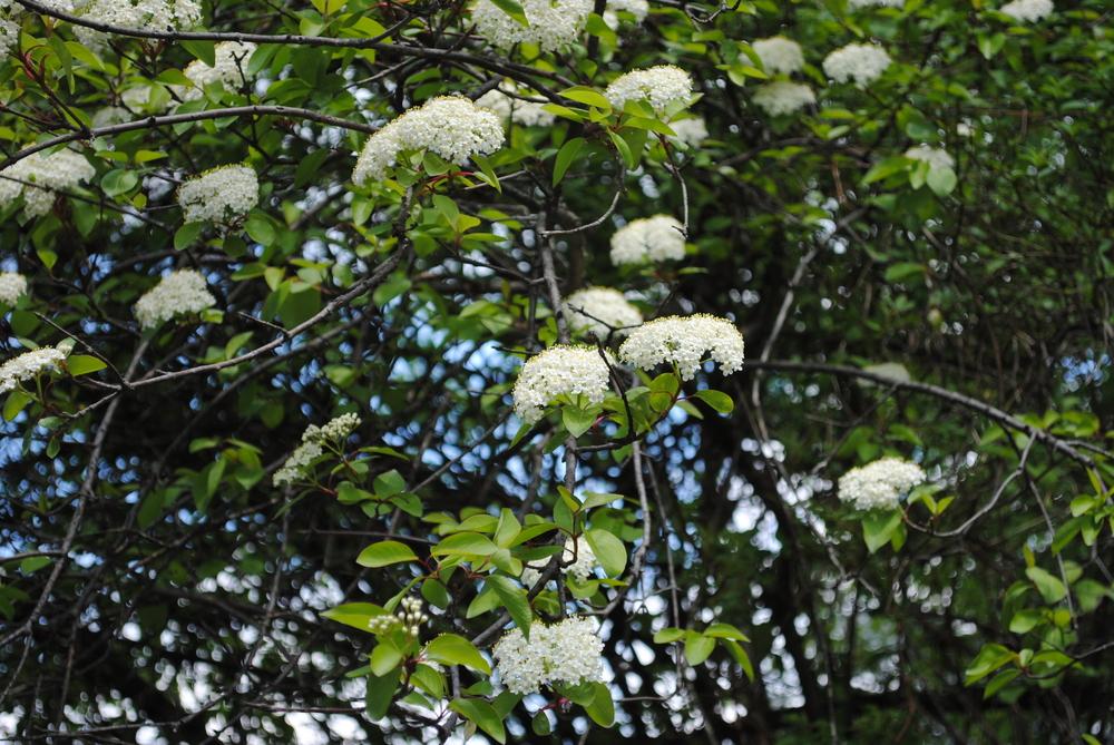 Photo of Blackhaw Viburnum (Viburnum prunifolium) uploaded by ILPARW