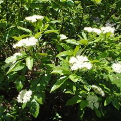 Location: Morris Arboretum in Philadelphia, PA
Date: 2016-06-15
the white flower clusters and foliage