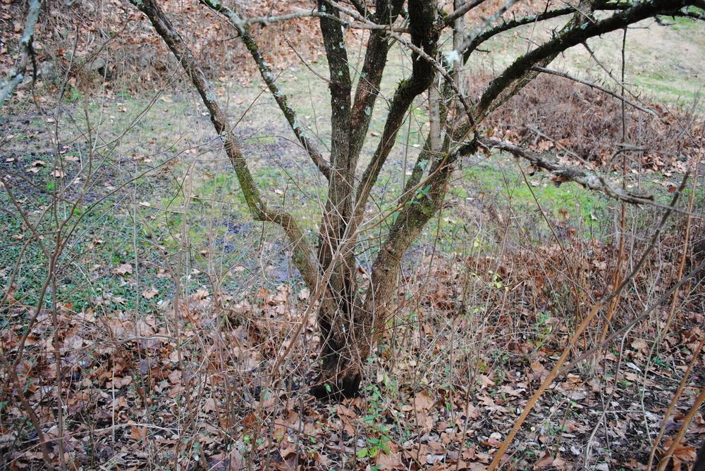 Photo of Blackhaw Viburnum (Viburnum prunifolium) uploaded by ILPARW