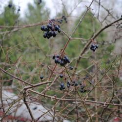 Location: Downingtown, Pennsylvania
Date: 2015-12-31
mature black fruit