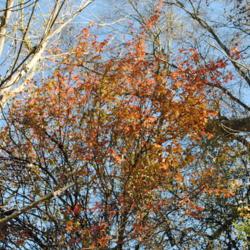Location: Stroud Land Preserve in southeast PA
Date: 2015-10-23
autumn color of crown of tree in woods